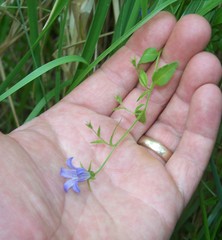 Campanula californica