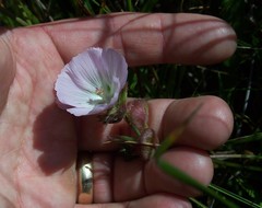 Sidalcea calycosa rhizomata