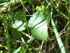 Sidalcea calycosa rhizomata