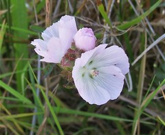 Sidalcea calycosa rhizomata