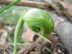 Pterostylis nutans