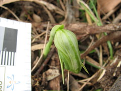 Pterostylis nutans