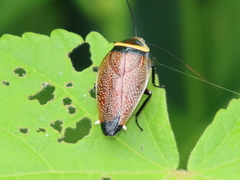 Ellipsidion reticulatum