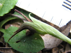 Pterostylis nutans