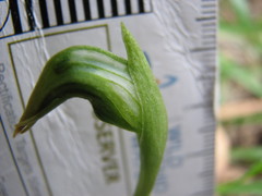 Pterostylis nutans