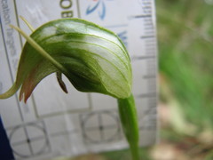 Pterostylis nutans