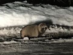 Nyctereutes viverrinus