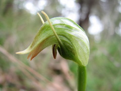 Pterostylis nutans