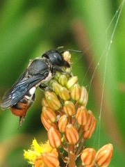 Megachile chrysorrhoea