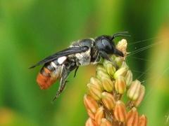 Megachile chrysorrhoea