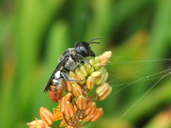 Megachile chrysorrhoea