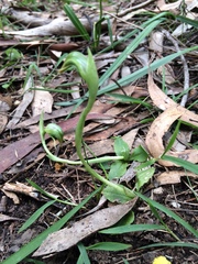 Pterostylis nutans