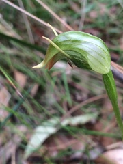 Pterostylis nutans