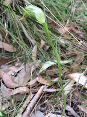 Pterostylis nutans