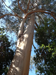 Eucalyptus