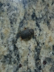 Coleoptera