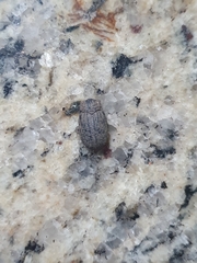 Coleoptera