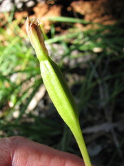 Pterostylis nutans
