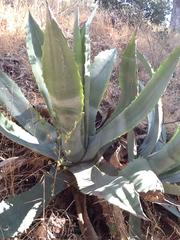 Agave