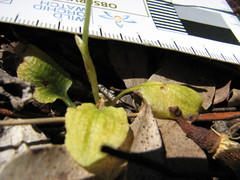 Pterostylis pedunculata