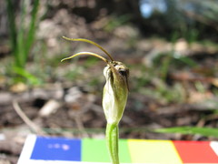 Pterostylis pedunculata