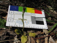 Pterostylis pedunculata