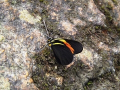 Pereute charops venezuelana