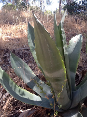Agave