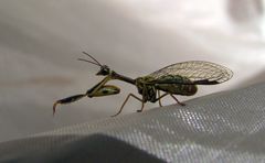 Spaminta minjerribae