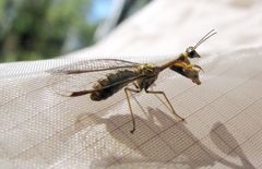 Spaminta minjerribae