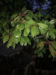 Magnoliopsida