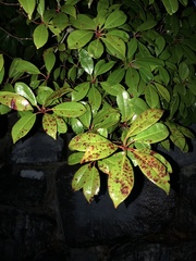 Magnoliopsida