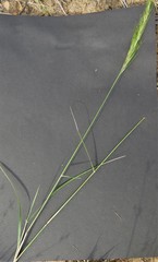 Aristida congesta congesta