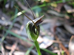 Pterostylis pedunculata