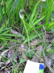 Pterostylis pedunculata