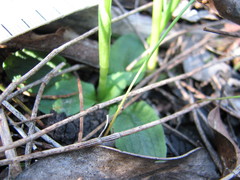 Pterostylis pedunculata