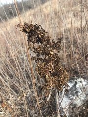 Eriophyes rhoinus