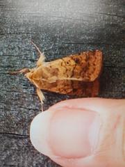 Helicoverpa armigera conferta