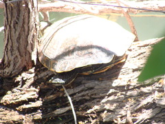 Trachemys hartwegi