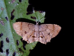 Dysaethria lilacina