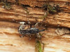 Conotrachelus anaglypticus