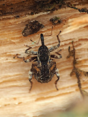 Conotrachelus anaglypticus