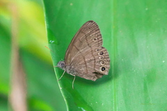 Hermeuptychia canthe