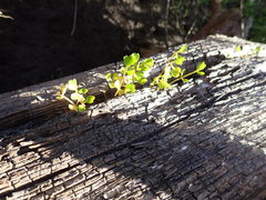 Apium prostratum filiforme