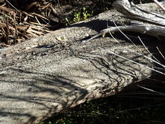 Apium prostratum filiforme