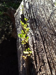 Apium prostratum filiforme