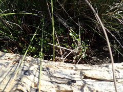 Apium prostratum filiforme