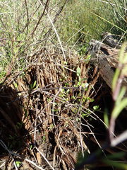 Apium prostratum filiforme