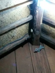 Gekko gecko