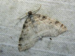 Lobophora nivigerata